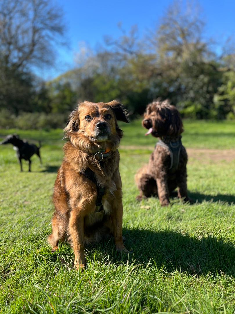 A dog on the Hampstead Heath Extension
